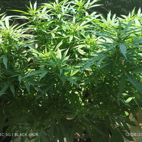 Black Jack  growlog timeline photo
