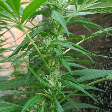 Master Kush  growlog timeline photo