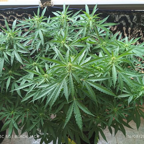 Black Jack  growlog timeline photo