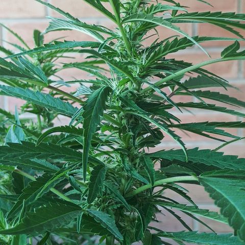 Black Jack  growlog timeline photo