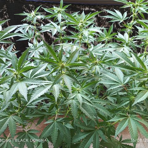 Black Domina  growlog timeline photo