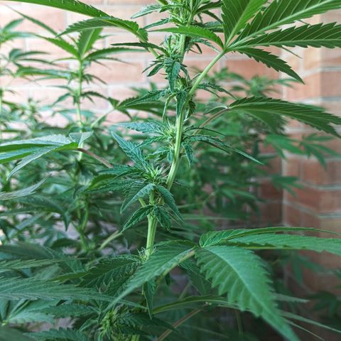 Black Domina  growlog timeline photo