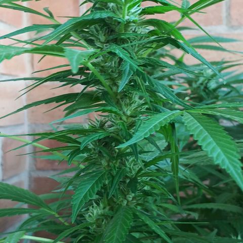 Master Kush  growlog timeline photo