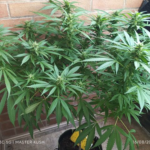Master Kush  growlog timeline photo