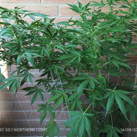 Northern Lights growlog timeline photo