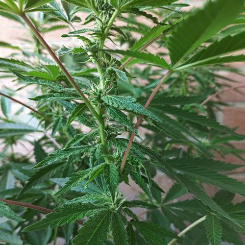 Northern Lights growlog timeline photo