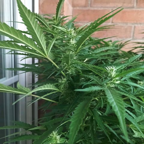 Black Jack  growlog timeline photo