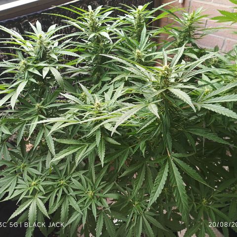 Black Jack  growlog timeline photo