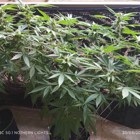 Northern Lights growlog timeline photo
