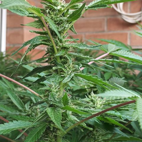 Northern Lights growlog timeline photo