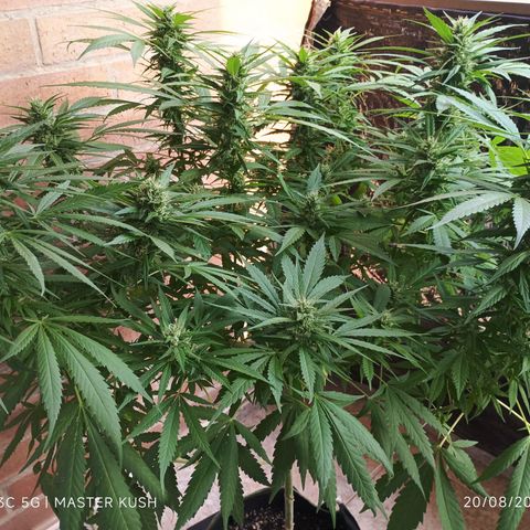 Master Kush  growlog timeline photo