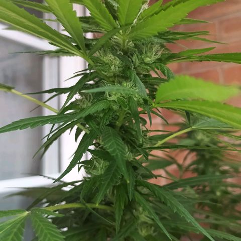 Master Kush  growlog timeline photo