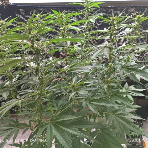 Black Domina  growlog timeline photo