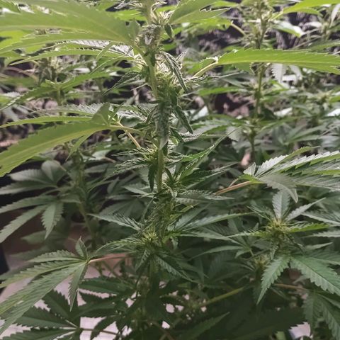 Black Domina  growlog timeline photo