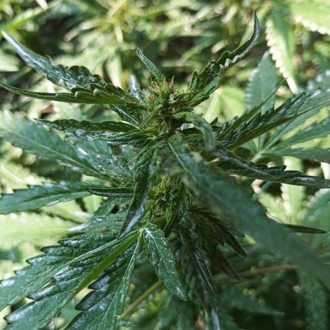 Black Domina  growlog photo: Hojas jóvenes en forma de canoa.
Pistilios menguando y oxidandose.