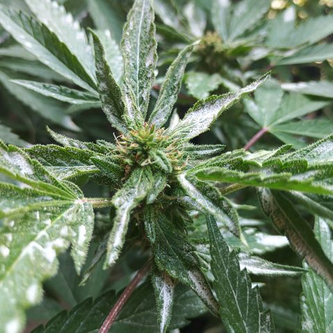 Northern Lights growlog photo: Hojas jóvenes en forma de canoa.
Pistilios menguando y oxidandose.