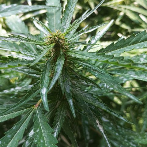 Black Jack  growlog photo: Hojas jóvenes en forma de canoa.
Pistilios menguando y oxidandose.