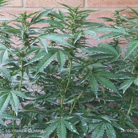 Black Domina  growlog timeline photo