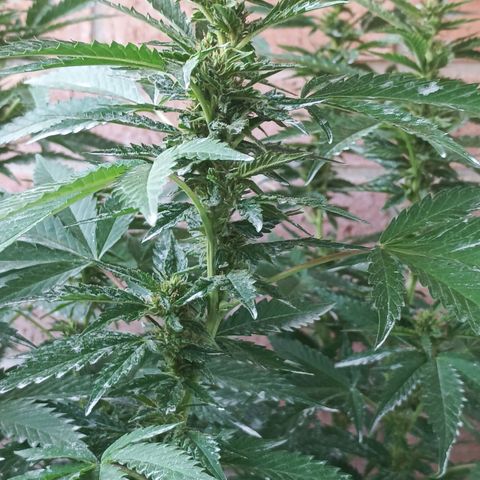 Black Domina  growlog timeline photo