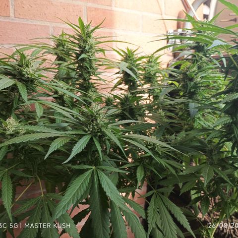 Master Kush  growlog timeline photo