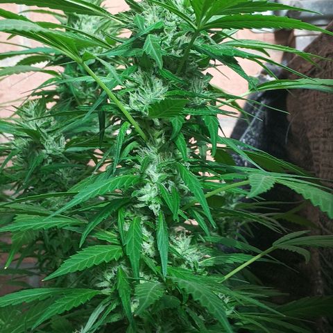 Master Kush  growlog timeline photo