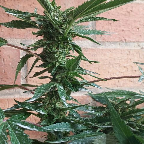 Northern Lights growlog timeline photo