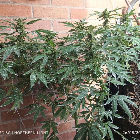 Northern Lights growlog timeline photo