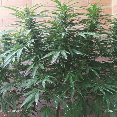 Black Jack  growlog timeline photo