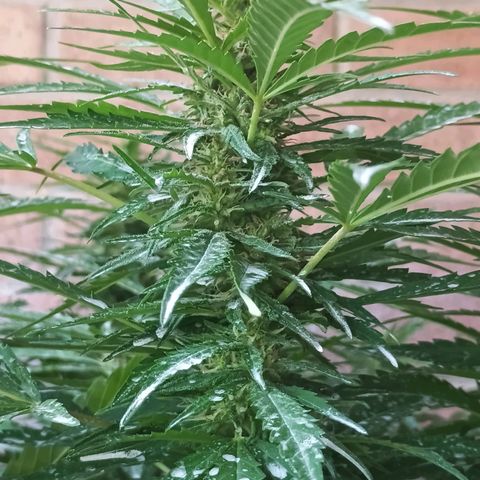 Black Jack  growlog timeline photo