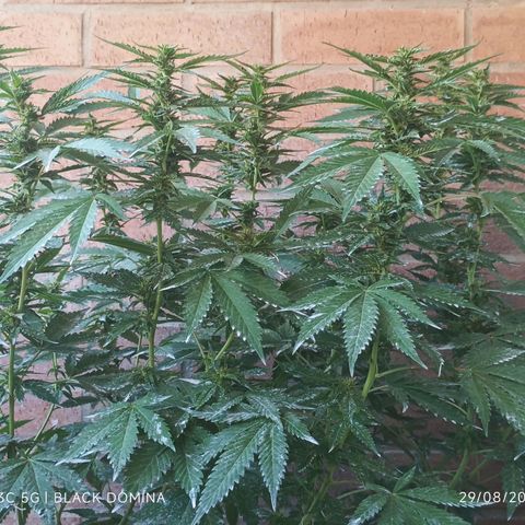 Black Domina  growlog timeline photo
