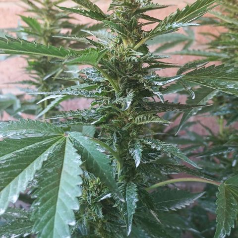 Black Domina  growlog timeline photo
