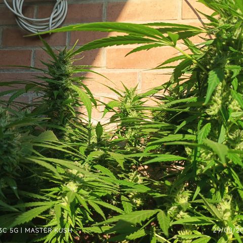 Master Kush  growlog timeline photo