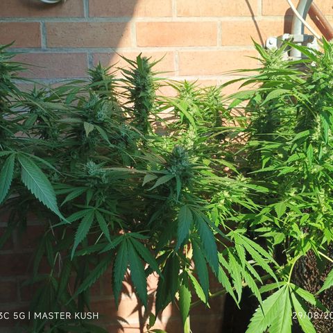 Master Kush  growlog timeline photo