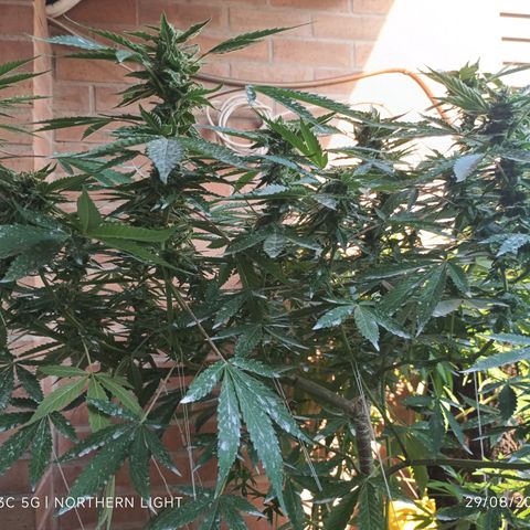 Northern Lights growlog timeline photo