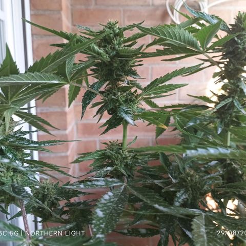Northern Lights growlog timeline photo
