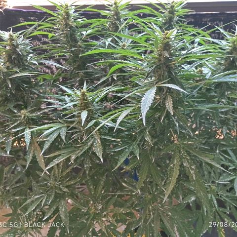 Black Jack  growlog timeline photo