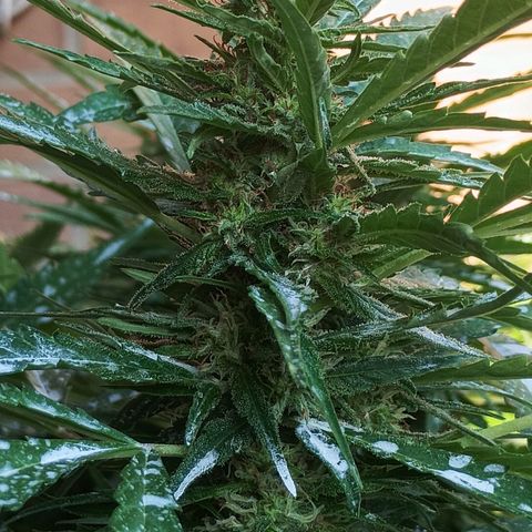 Black Jack  growlog timeline photo