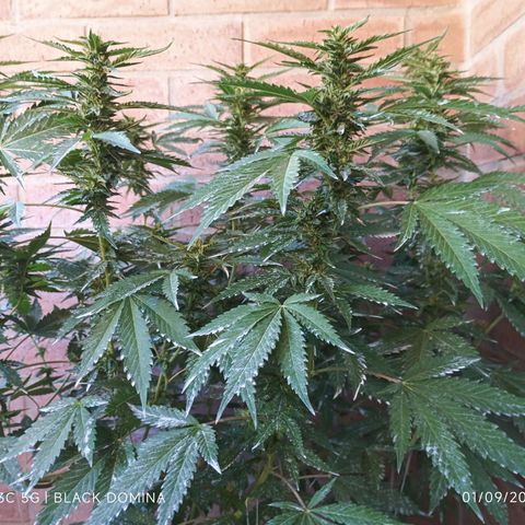 Black Domina  growlog timeline photo