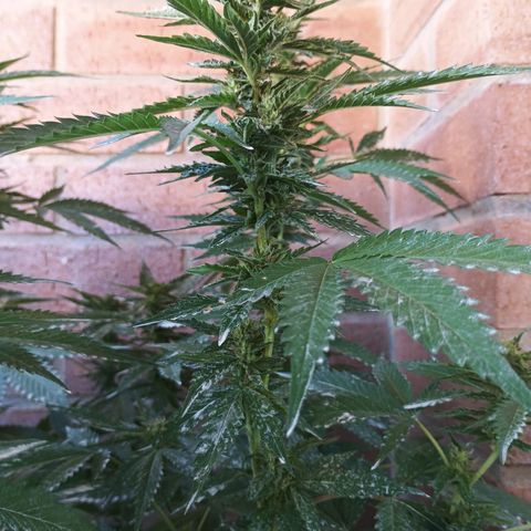 Black Domina  growlog timeline photo