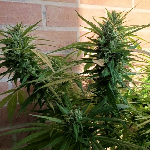 Master Kush  growlog timeline photo