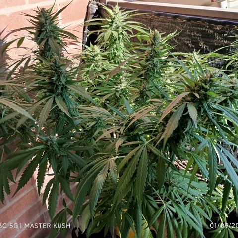 Master Kush  growlog timeline photo