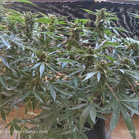 Northern Lights growlog timeline photo
