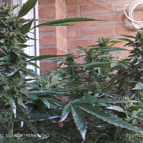 Northern Lights growlog timeline photo