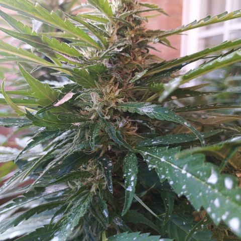 Black Jack  growlog timeline photo