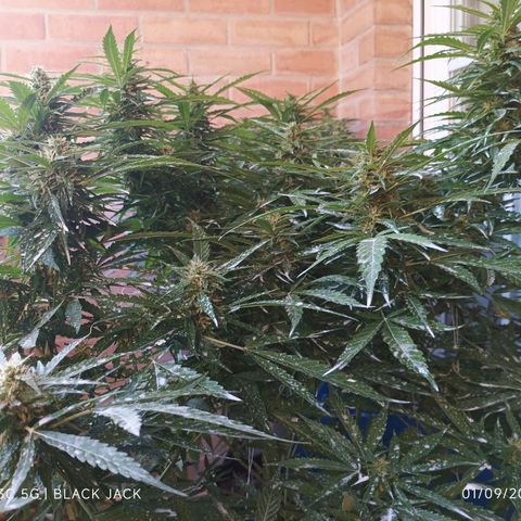 Black Jack  growlog timeline photo