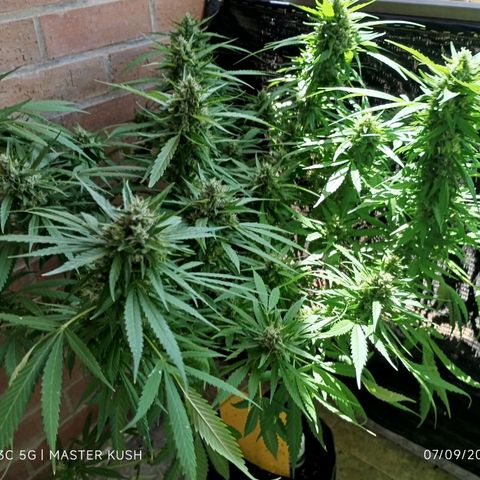 Master Kush  growlog timeline photo