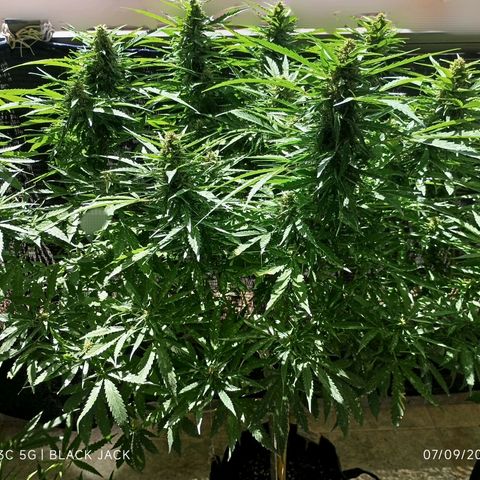 Black Jack  growlog timeline photo