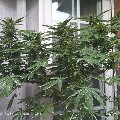 Northern Lights growlog timeline photo