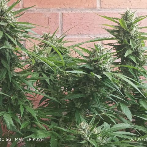 Master Kush  growlog timeline photo