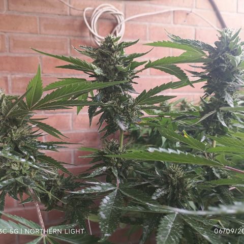 Northern Lights growlog timeline photo